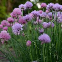 Chives herbs