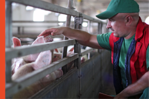 male farmer standing a hog confinement next to a pen of hogs with his hand in the pen