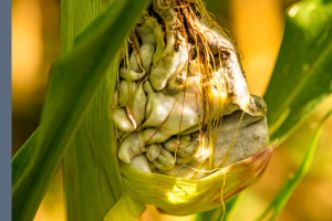 close up of disease on a corn leaf