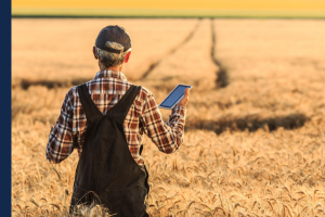male farmer looking out over his wheat field with a phone in his hand