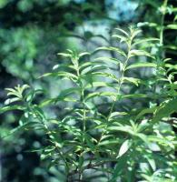 Lemon Verbena herb plant