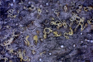 fungal spores oozing from pycnidia embedded in bark