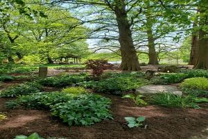 Hosta Garden at the University of Illinois Arboretum
