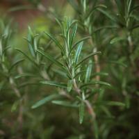 Rosemary herb plant