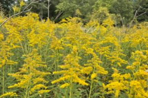 goldenrod blooming in a field