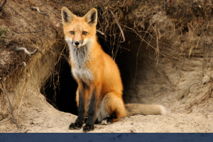 fox coming out of a den