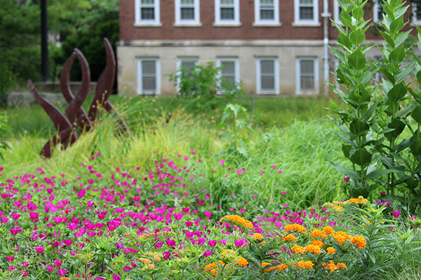 garden at University of Illinois 