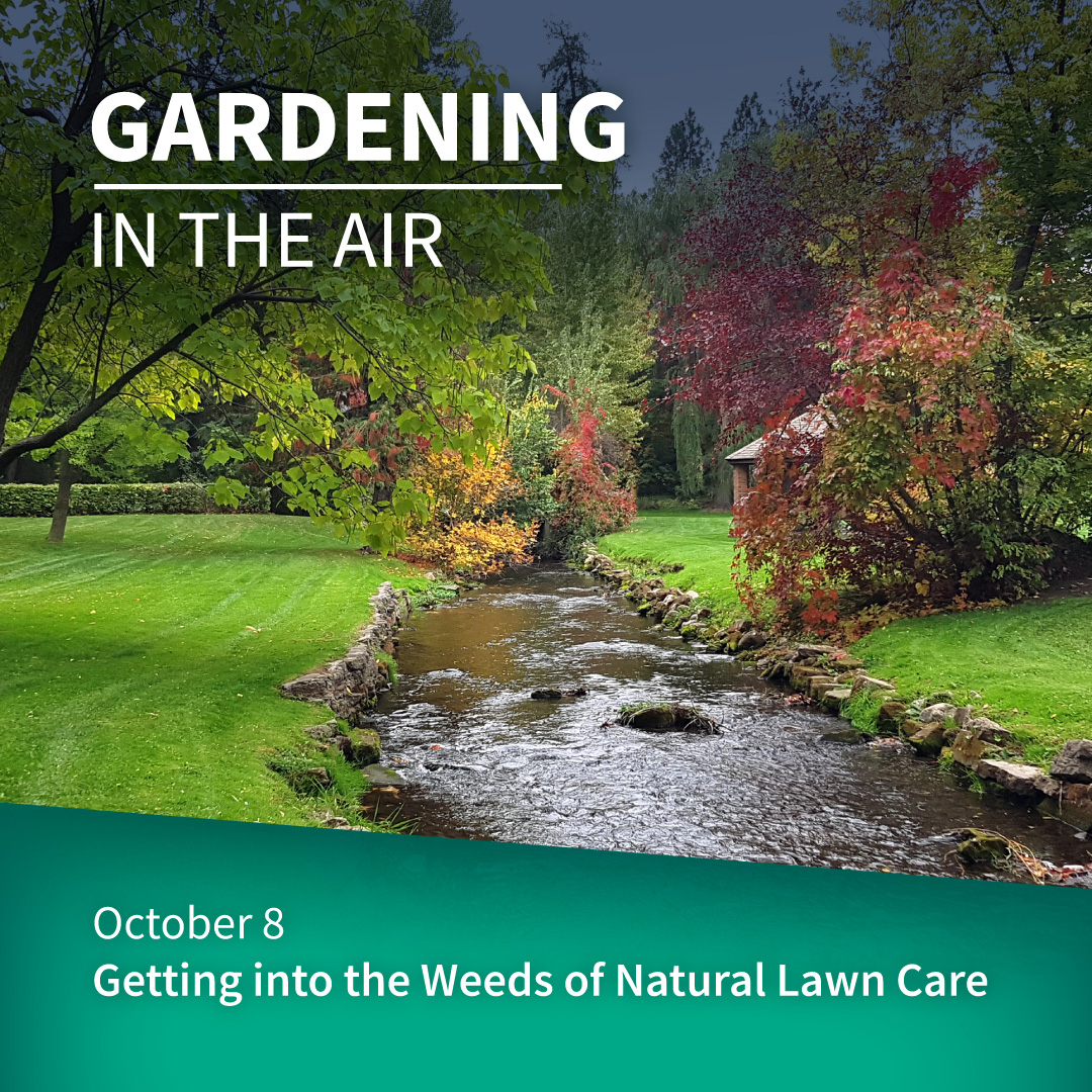 natural lawn care 