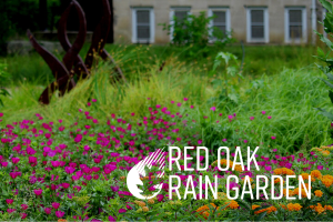 plants in the Red Oak Rain Garden