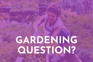 A woman is pictured gardening, overlaid with a purple background, with the words "Gardening Question?"