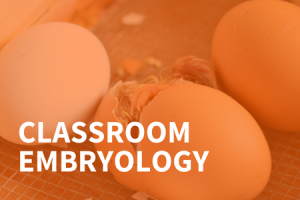 A chicken hatching from an eggs, overlaid with an orange background, with the words "Classroom Embryology"