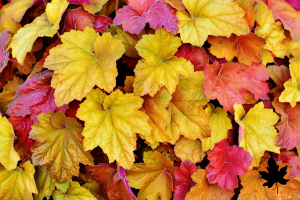 A variety of yellow, red, and orange leaves laying in a pile.