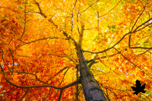 Looking up under a large tree with orange and yellow leaves.