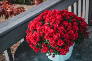 red mum plant in white pot on table on porch