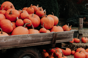 A stack of pumpkins in the back of a tractor. More pumpkins on the ground on hay stacks.