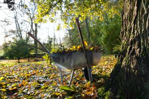 wheelbarrow with dried leaves in it ontop of yard with fall leaves