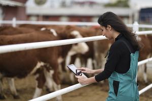 woman with tablet monitoring cattle in feed lot