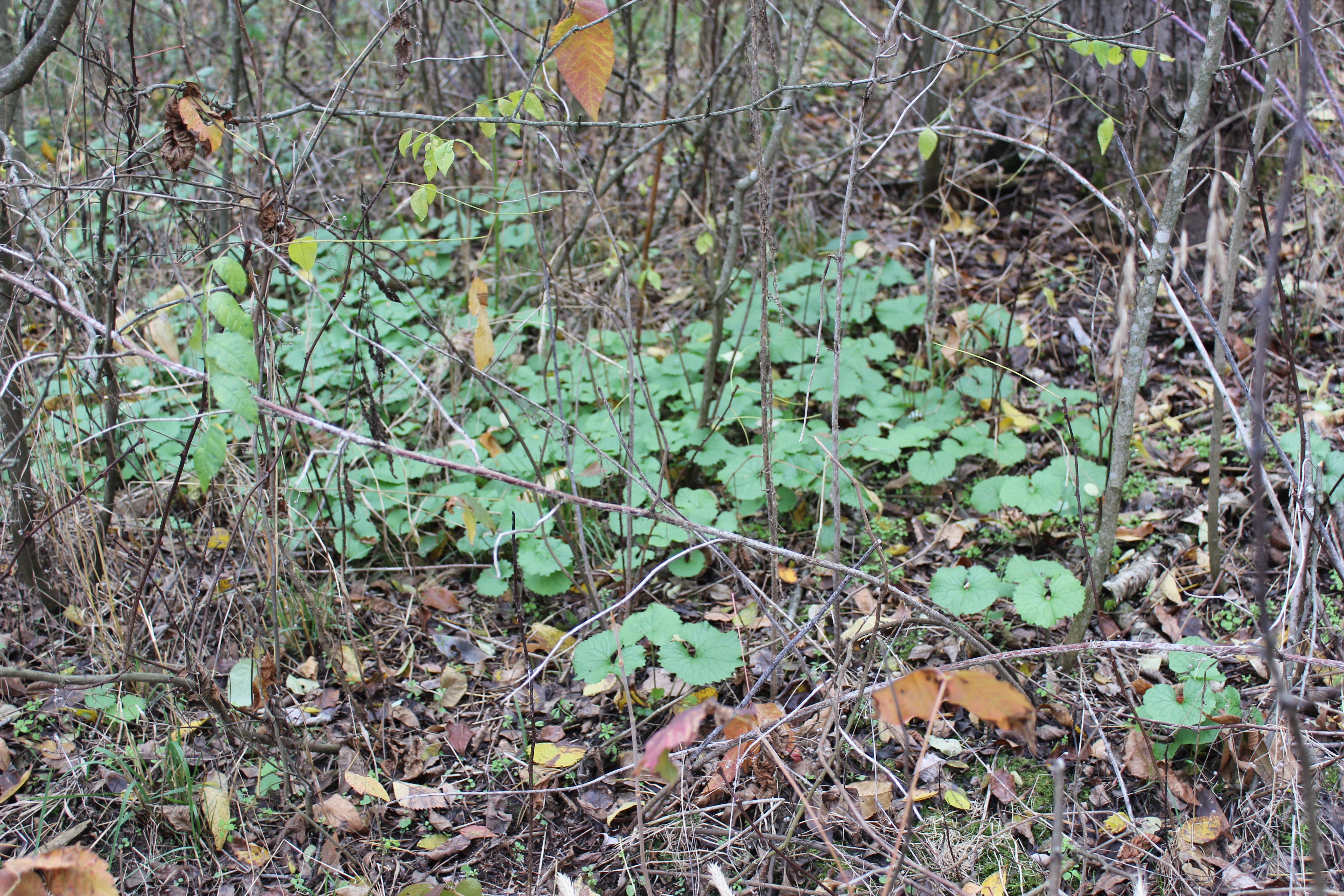 small green plants growing beneath dead stalks