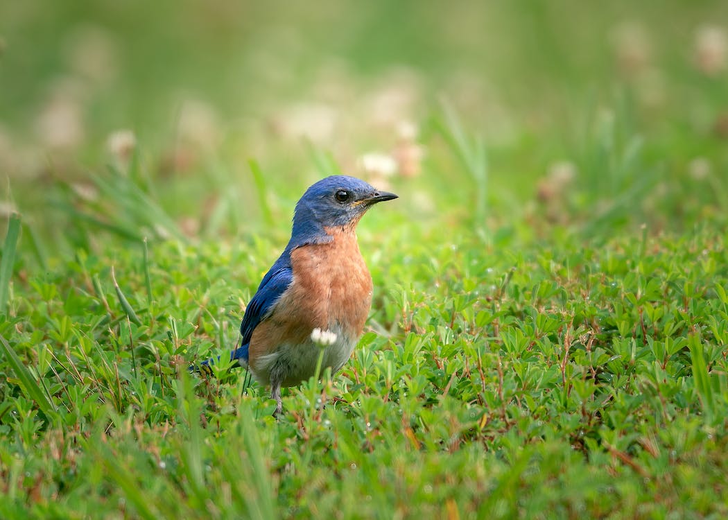 Bluebird standing in a field