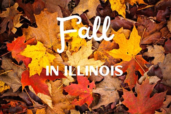 Fall in Illinois