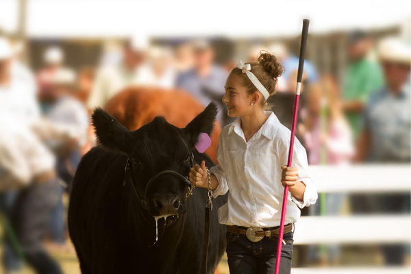 A picture of a girl presenting her cow at a show