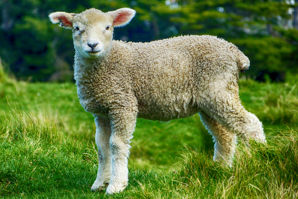 lamb in green pasture