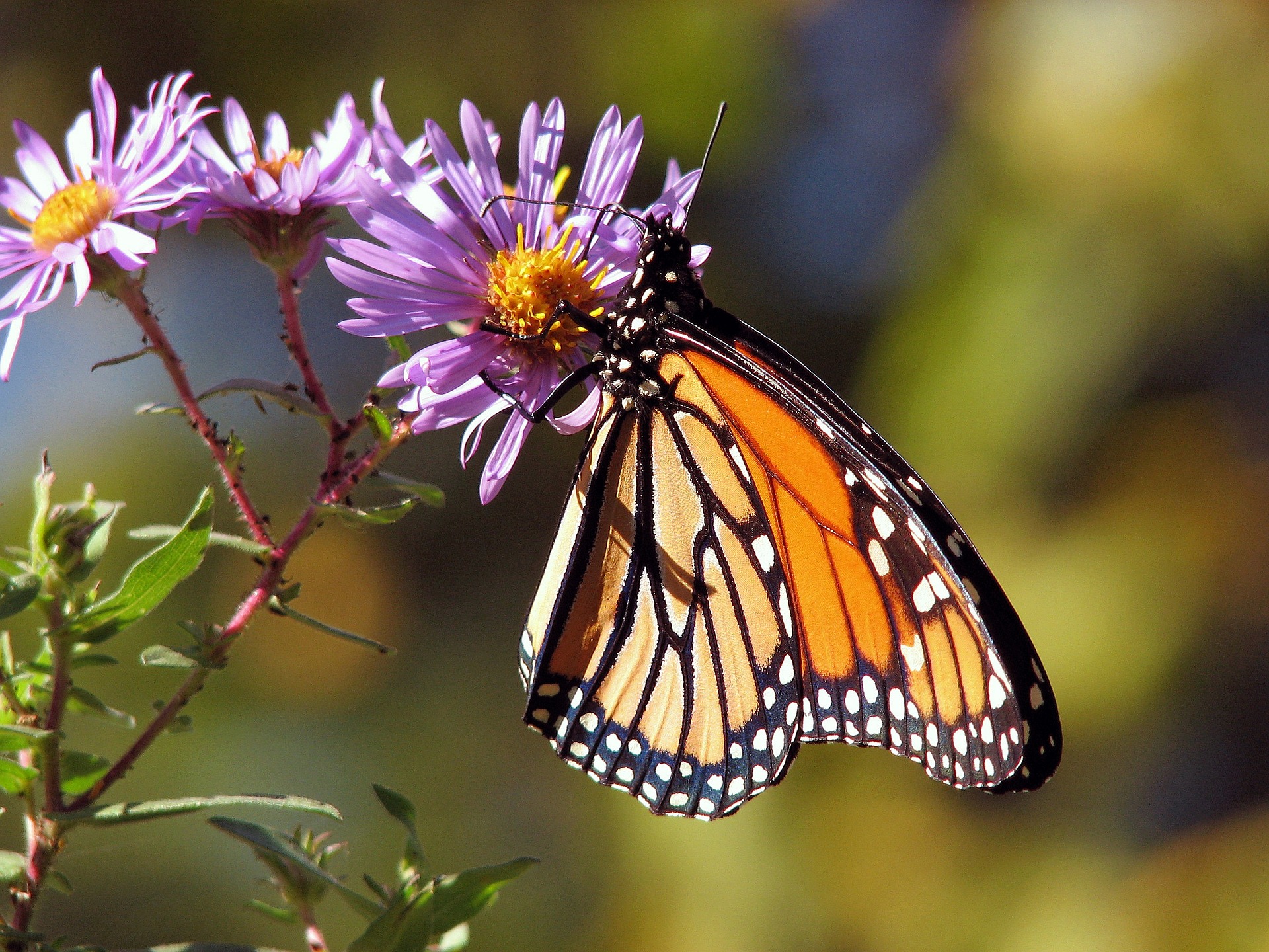 Picture of a monarch butterfly on a pinkish/purplish flower