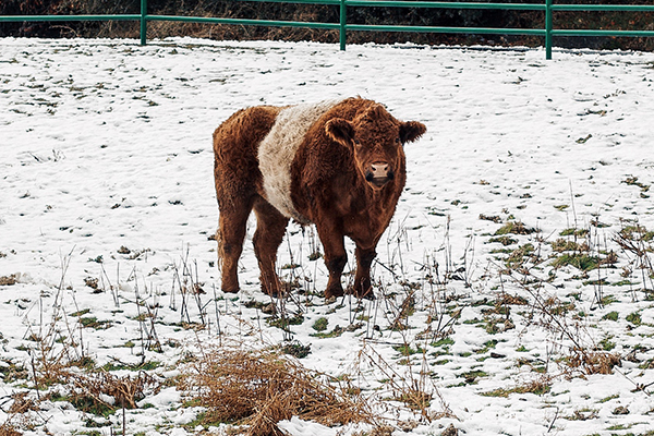 belted cattle in winter