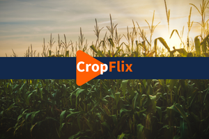 cornfield with CropFlix logo