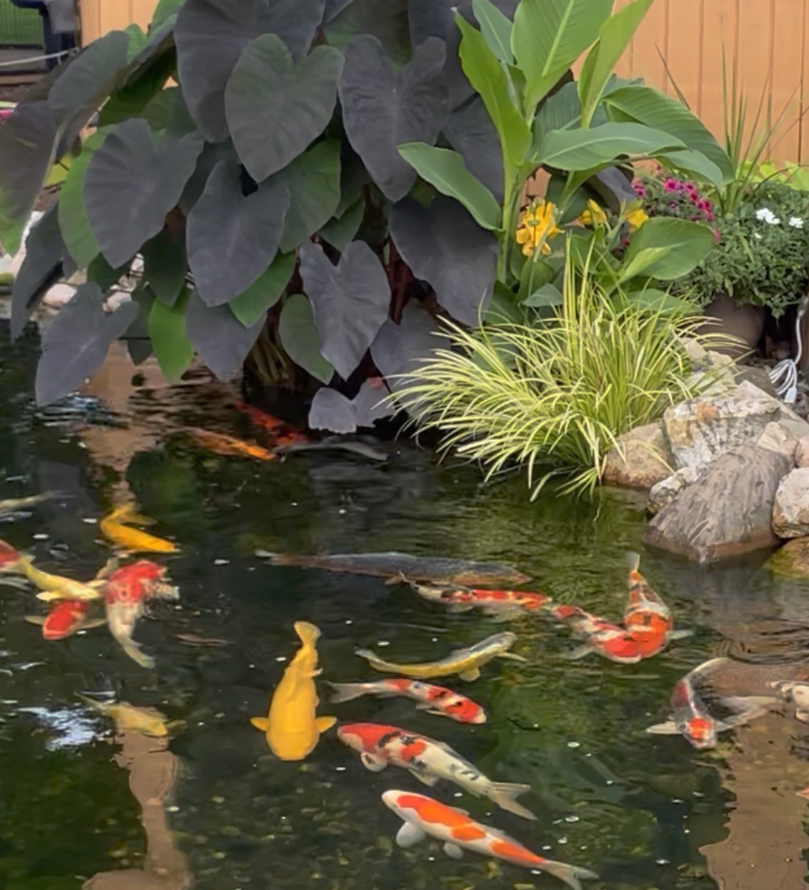 A koi pond with plants behind it.