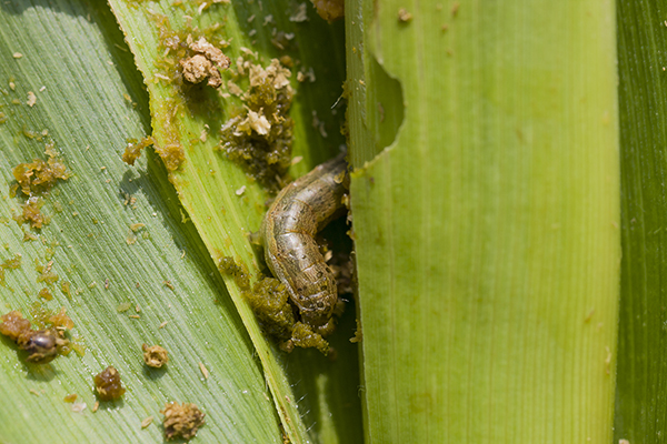 corn rootworms on corn