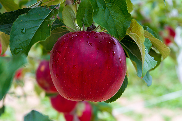 apple hanging from tree