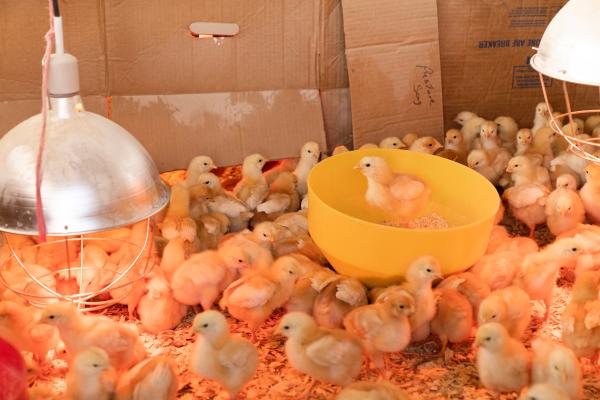 baby chicks in brooder under heat lamp