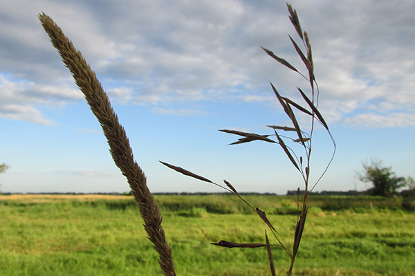 grass across the prairie