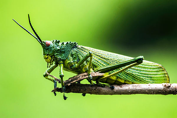 grasshopper on branch