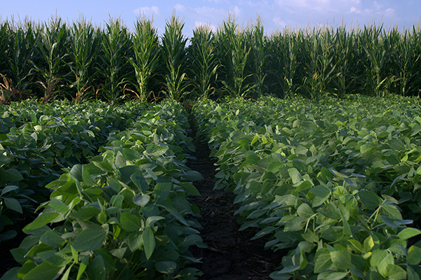 bean field leading to corn field