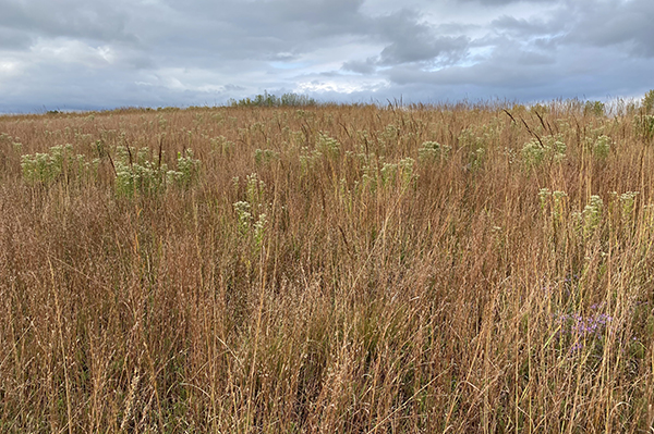 prairie grass in fall