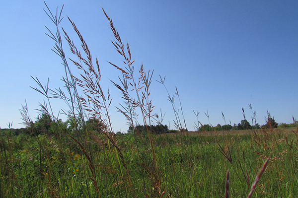 warm season grass on prairie