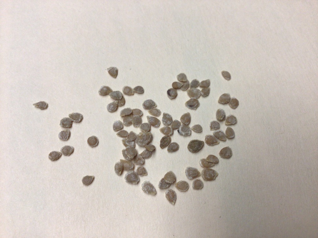 Sow seeds of change, learn how to save garden seeds | Illinois Extension |  Illinois