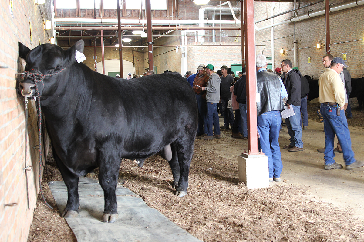 IPT bulls average $4,400, exceed previous sales | Illinois Extension | UIUC