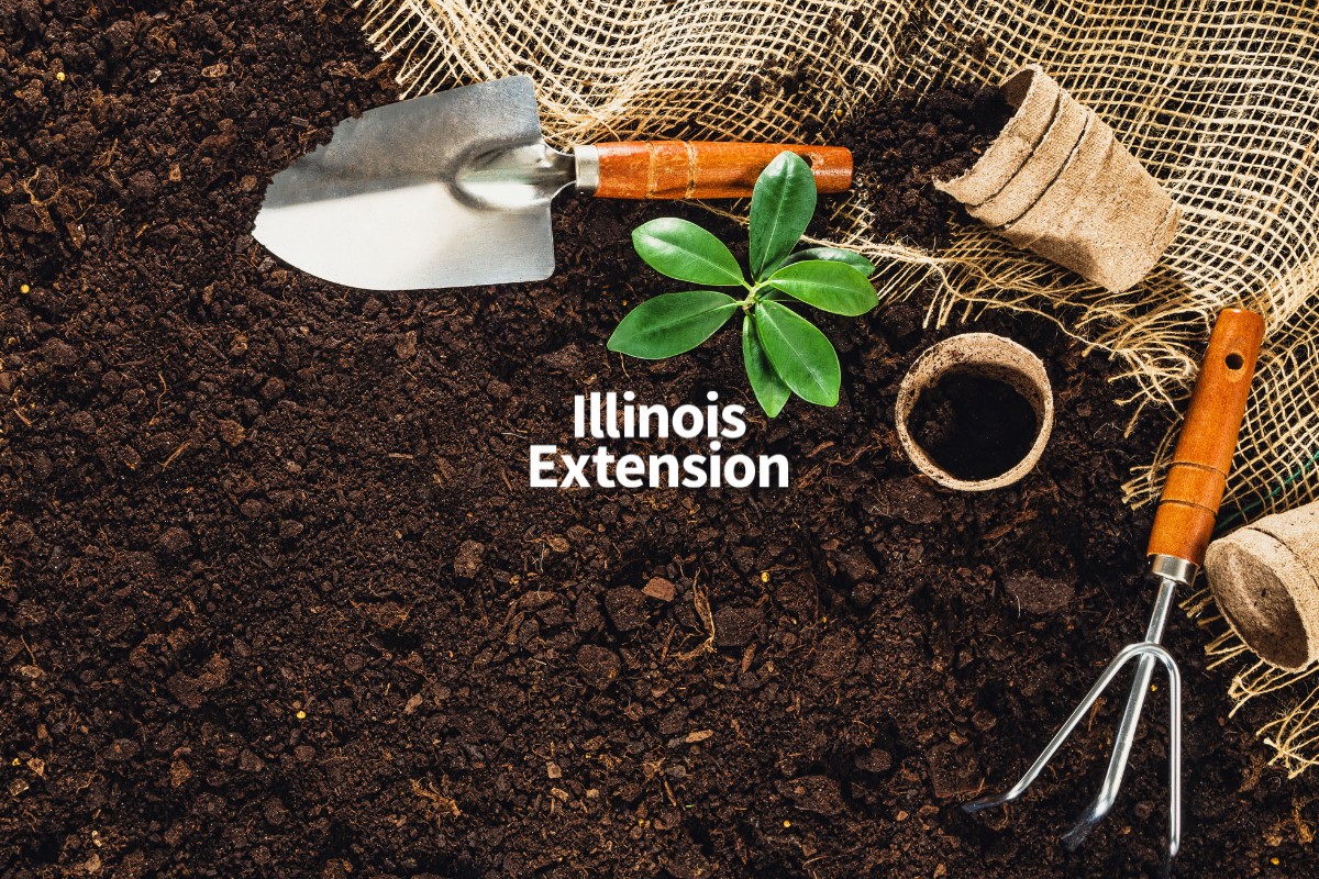 Indoor gardening can brighten winter doldrums | Illinois Extension | UIUC