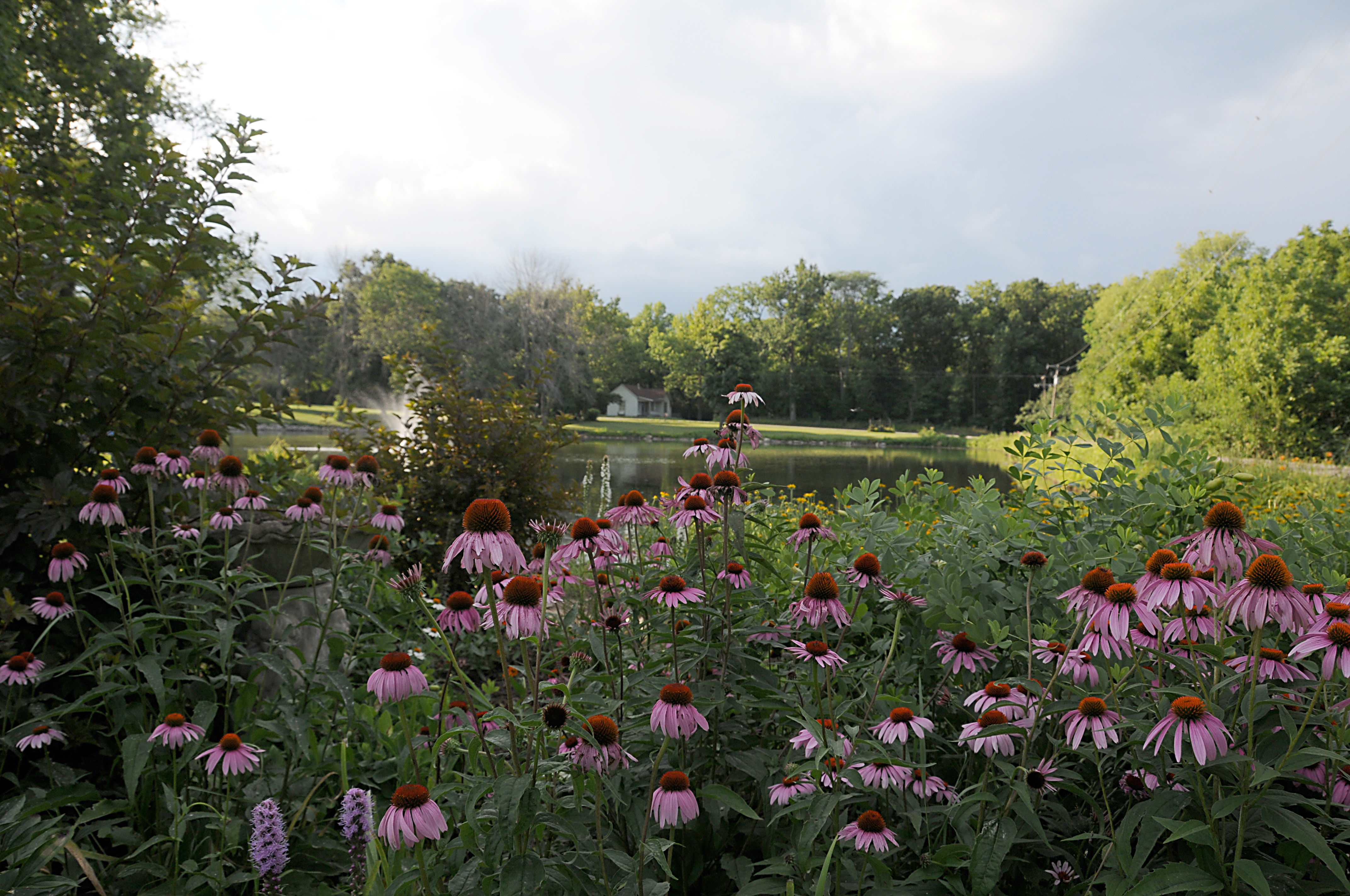 Beautiful blooms and peaceful ponds await visitors during Piatt County ...