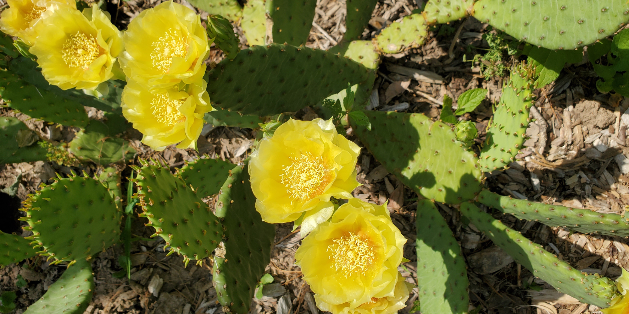 Prickly Pears bloom for pollinators | The Garden Scoop | Illinois Extension  | Illinois