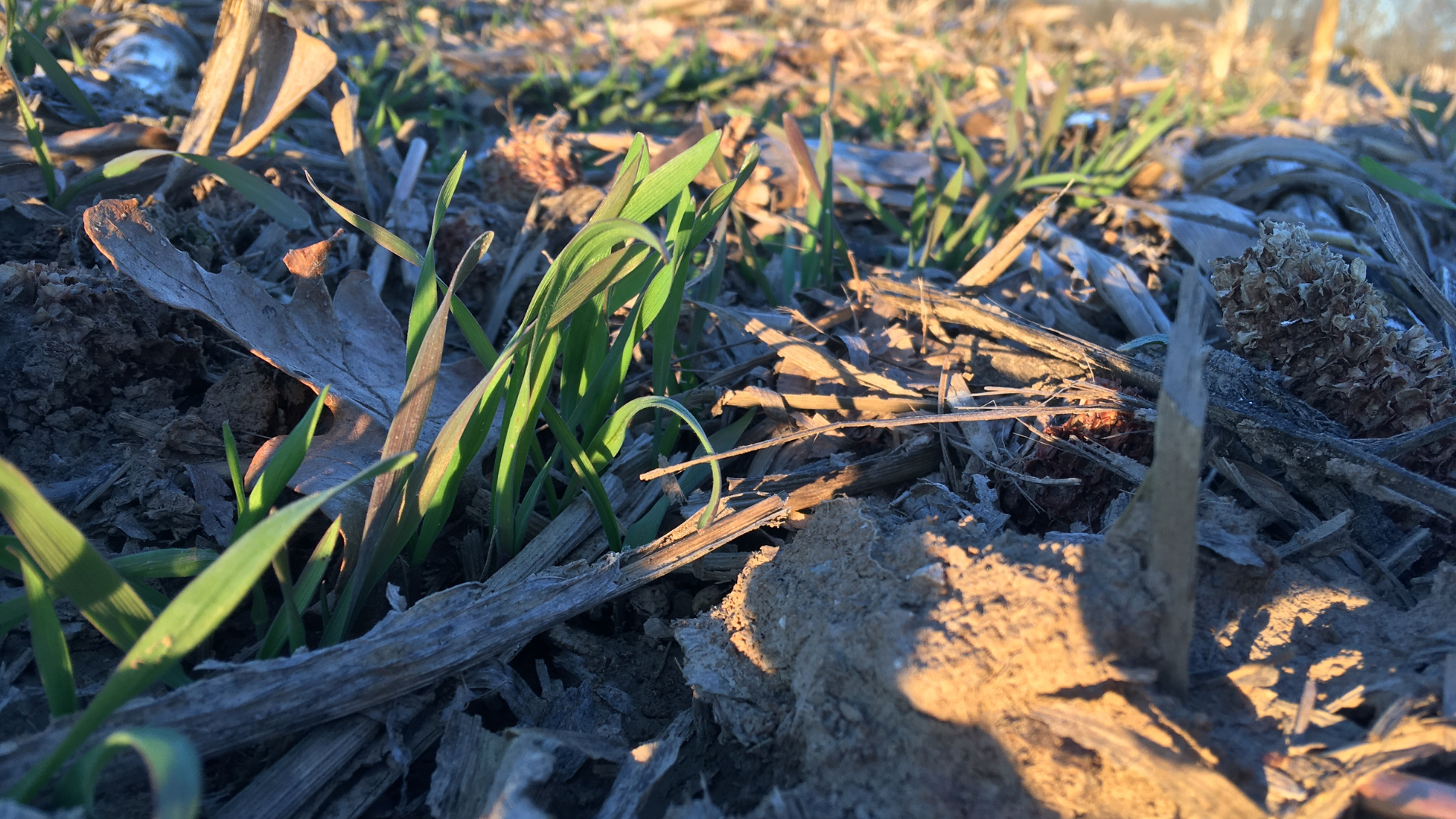 Cover Crop Field Day | AgrAbility | Illinois Extension | UIUC