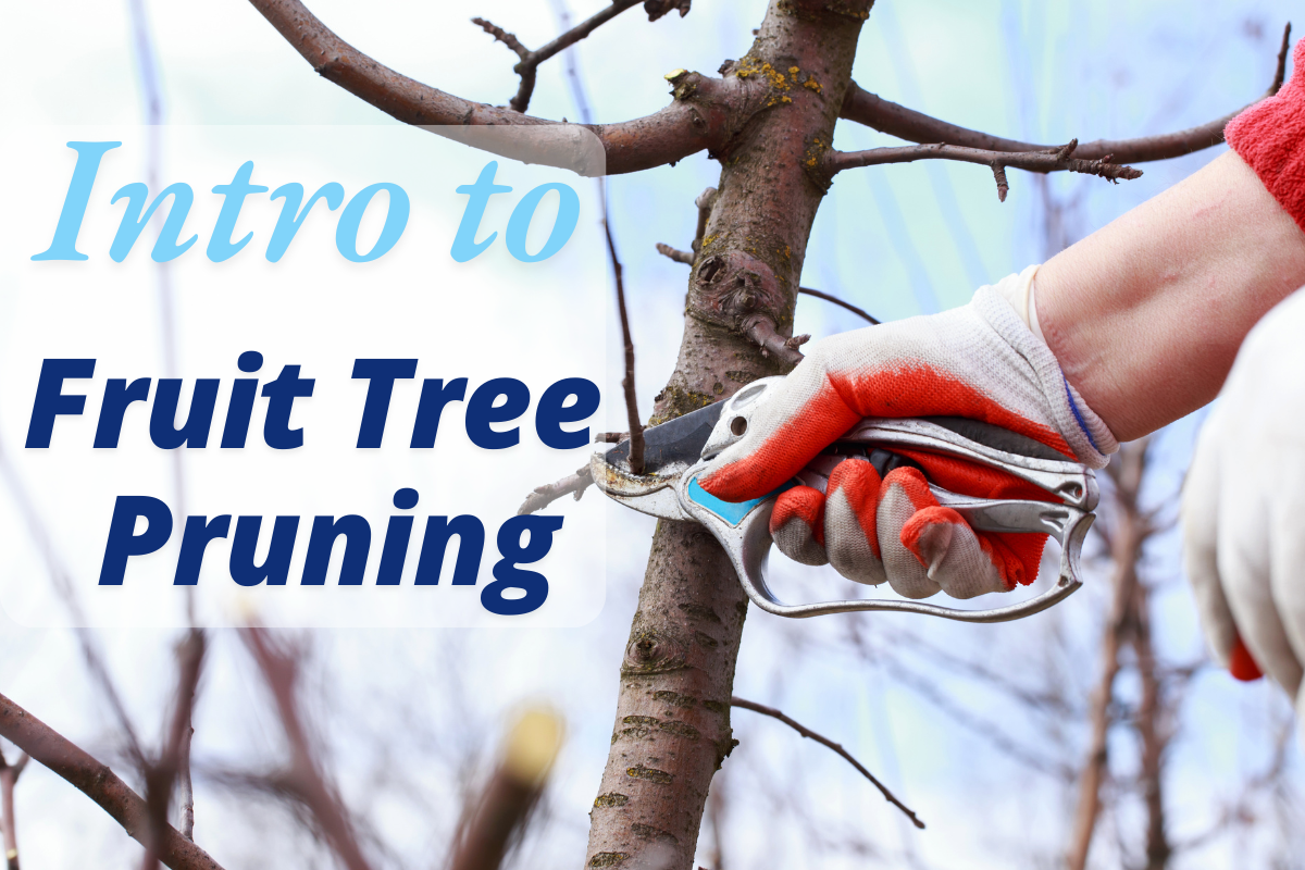 Introduction to Fruit Tree Pruning | Illinois Extension | Illinois