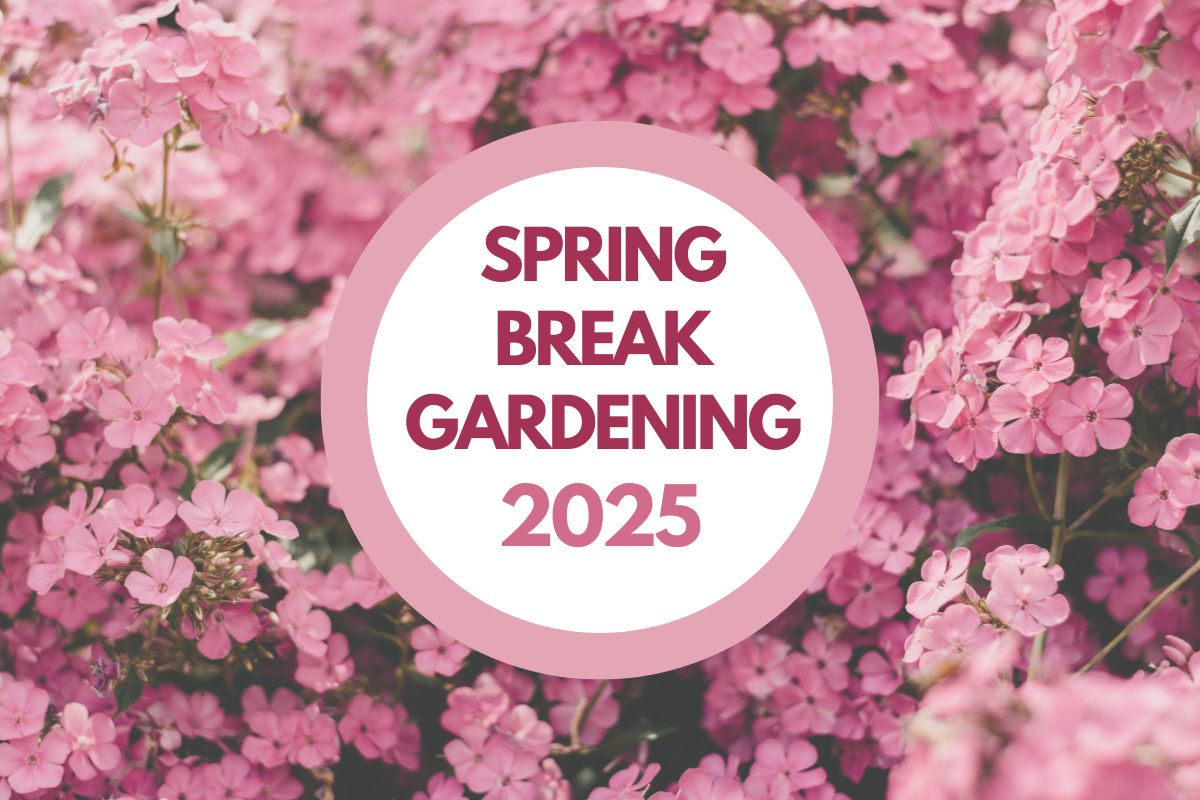 Starting Vegetable Seeds Successfully | Illinois Extension | Illinois
