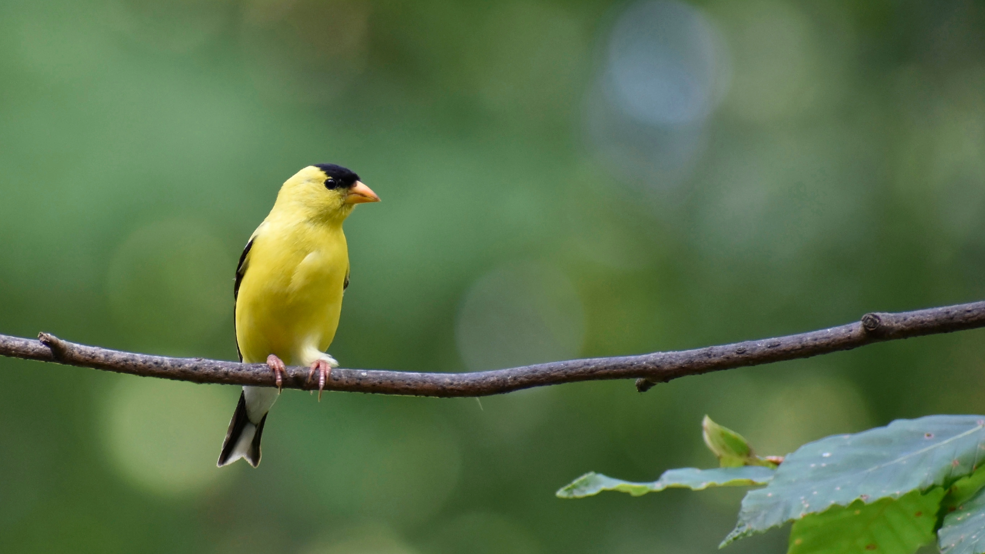 Spring Bird Walk | Illinois Extension | UIUC