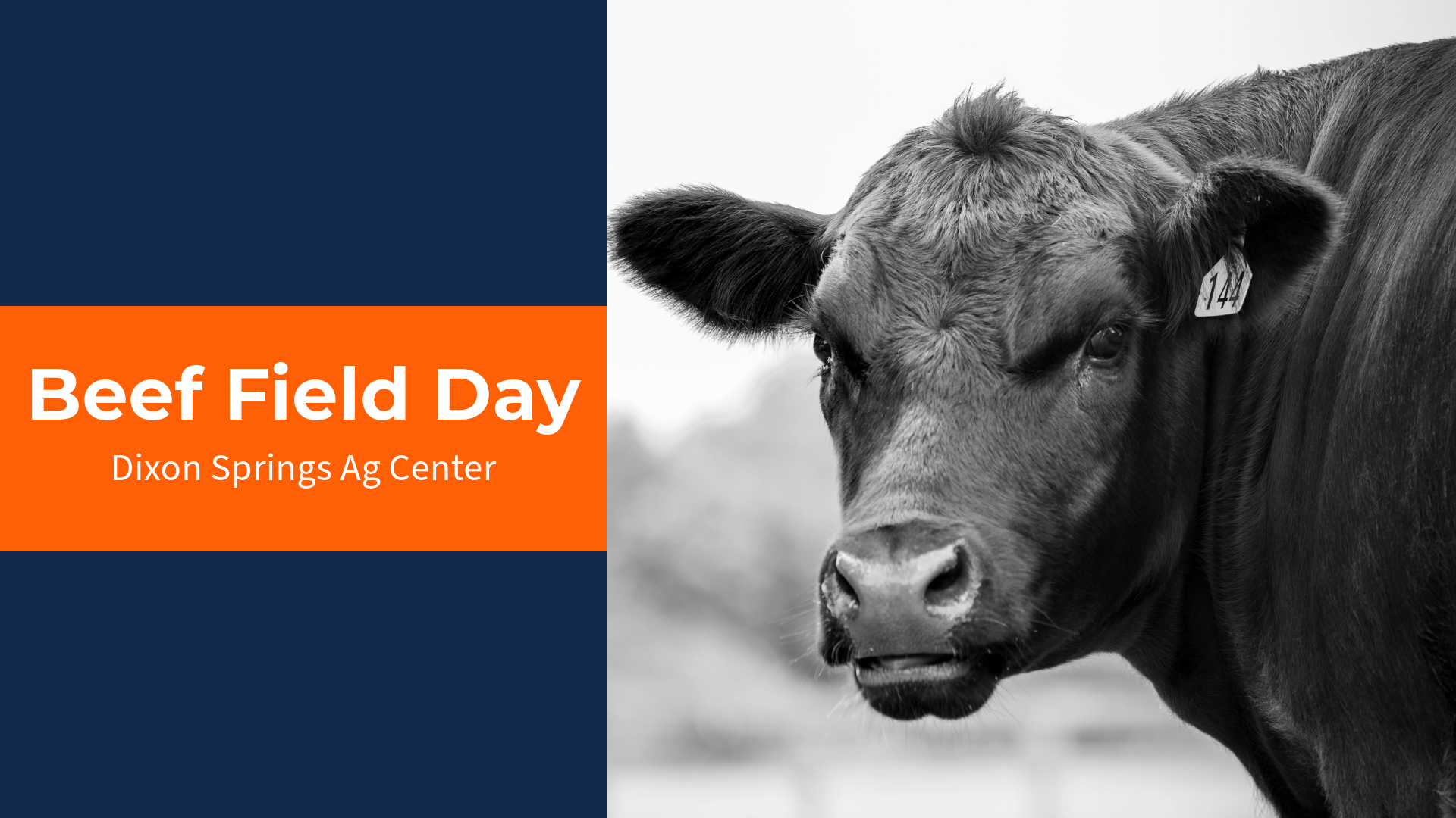 Beef Field Day | Illinois Extension | UIUC
