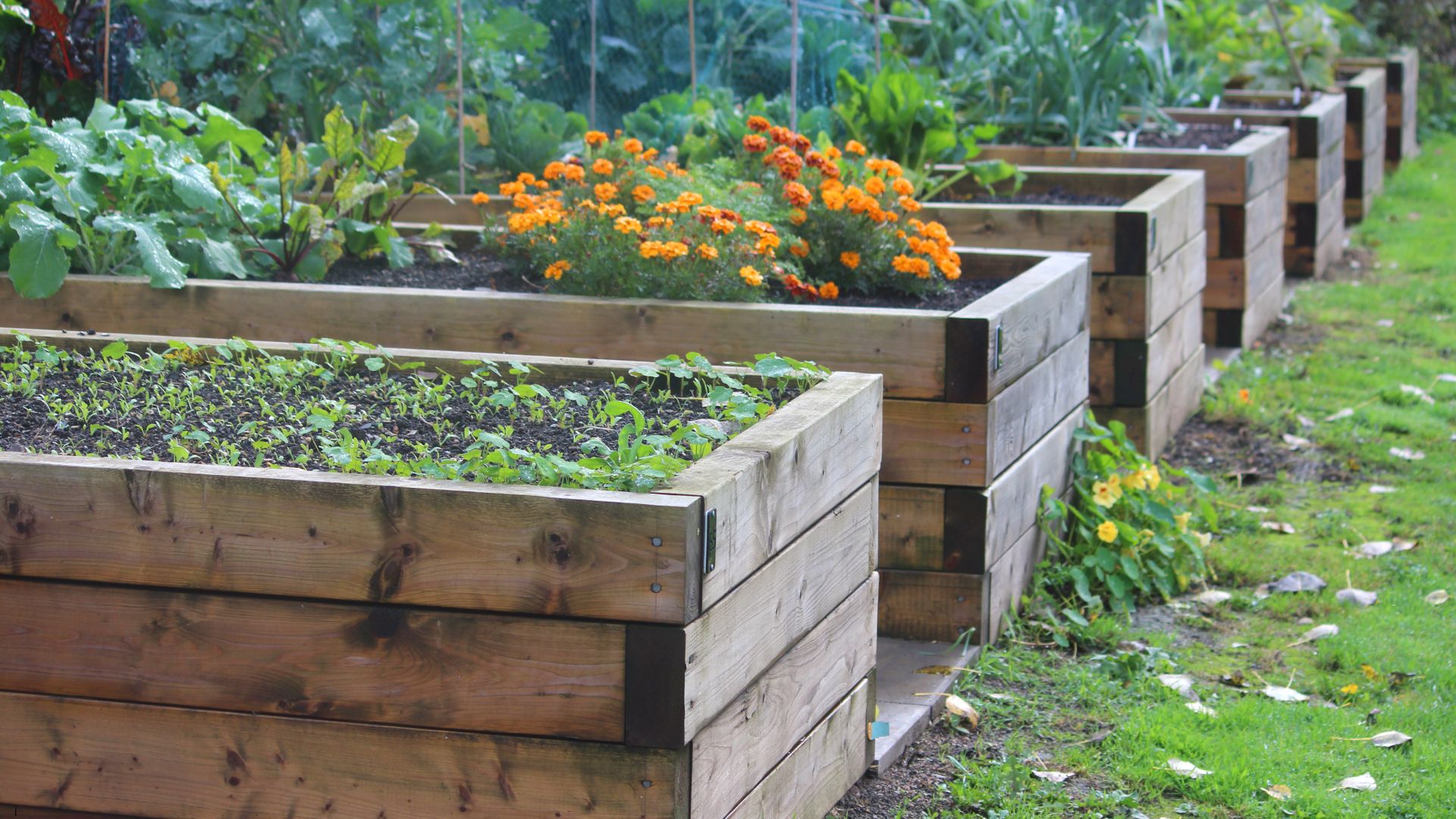 Vegetable Gardening in Raised Beds and Containers | Streator | Serving ...