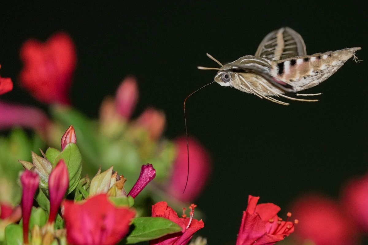 Night Pollinator Walk invites community to discover Busey Woods after ...